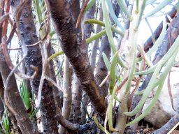 Senecio sarcoides stems