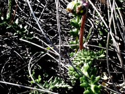 Senecio spiraeifolius