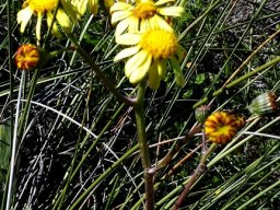 Senecio spiraeifolius flowerheads