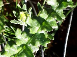 Senecio spiraeifolius leaf part