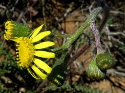 Senecio spiraeifolius developing flowerheads