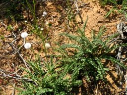 Senecio spiraeifolius after flowering