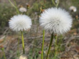 Senecio spiraeifolius fruit fluff-balls