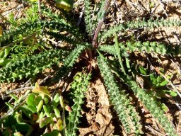 Senecio spiraeifolius leaf tuft on the ground