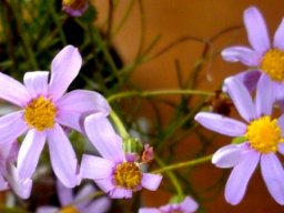 Senecio umbellatus