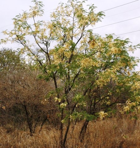 Senegalia caffra at Silkaatsnek, Gauteng