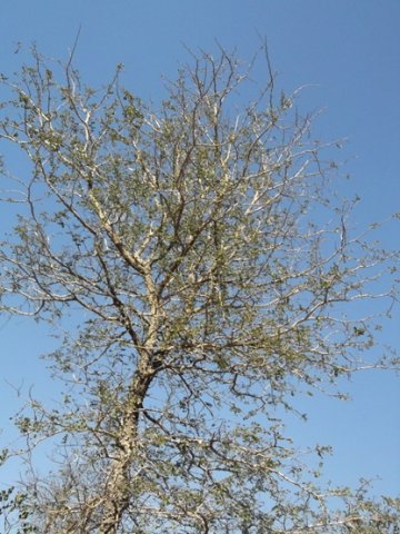 Senegalia nigrescens crown