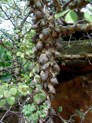 Senegalia nigrescens knobbly stem