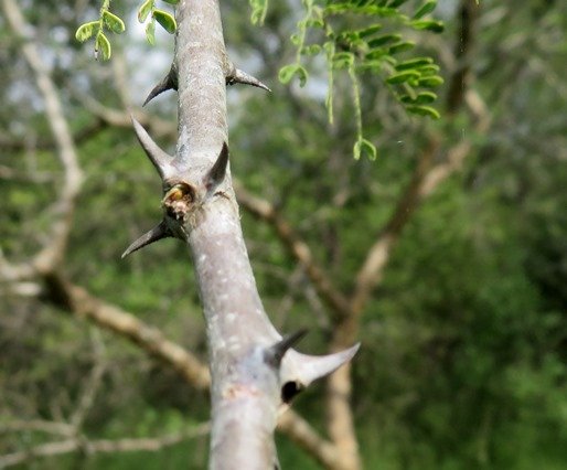 Senegalia senegal var. leiorhachis prickles
