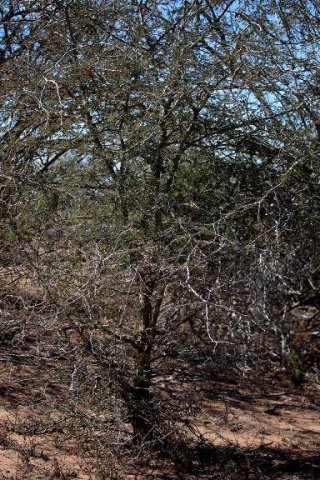 Senegalia welwitschii subsp. delagoensis young tree