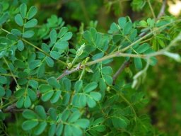 Senegalia burkei leaves