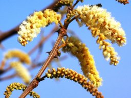 Senegalia caffra flowering in the Waterberg