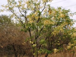 Senegalia caffra at Silkaatsnek, Gauteng