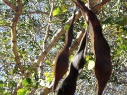 Senegalia nigrescens pods