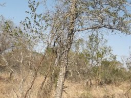 Senegalia nigrescens young tree