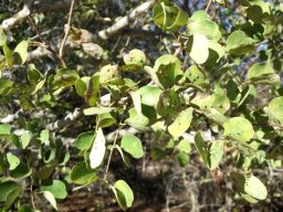 Senegalia nigrescens leaves getting old