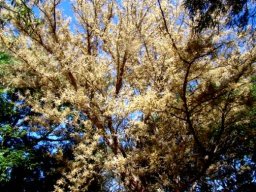 Senegalia galpinii in full bloom