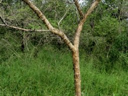 Senegalia senegal var. leiorhachis
