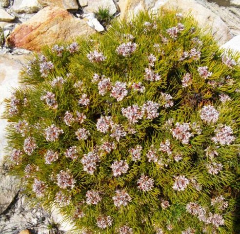 Serruria adscendens