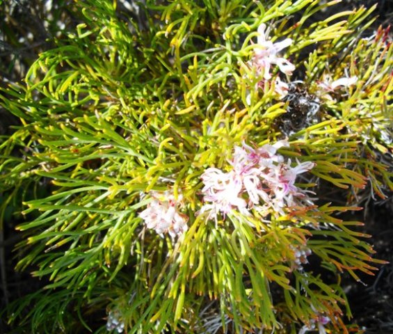 Serruria adscendens