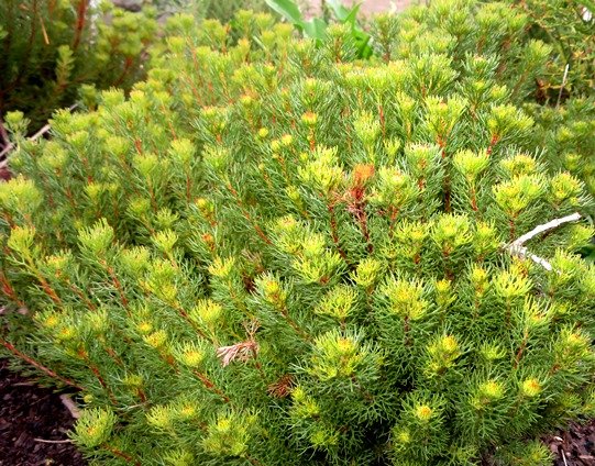 Serruria aemula