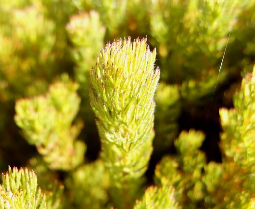 Serruria aemula var. congesta that came from Faure