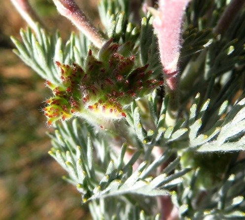 Serruria aitonii new leaves
