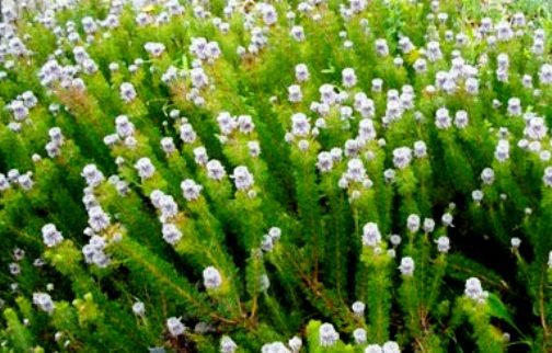 Serruria brownii