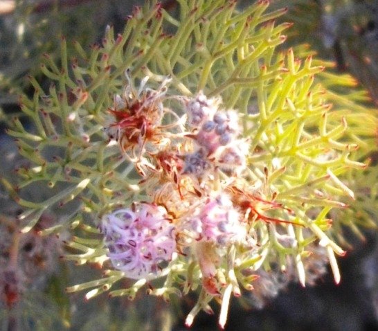 Serruria candicans leaves and flowerheads