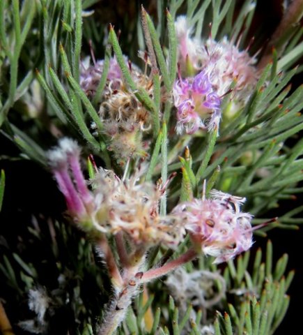 Serruria candicans flowerheads
