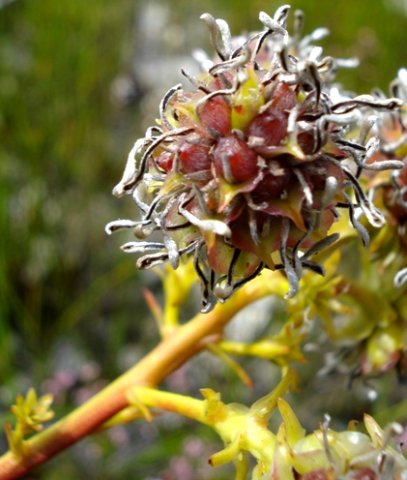 Serruria elongata fruit