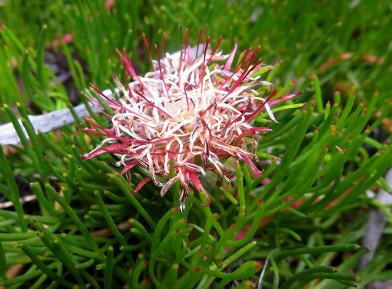 Serruria fucifolia old flowerhead