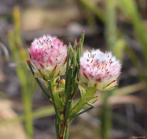Serruria heterophylla