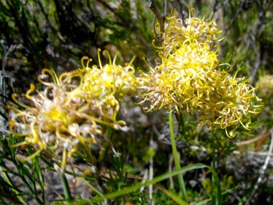 Serruria acrocarpa open flowers