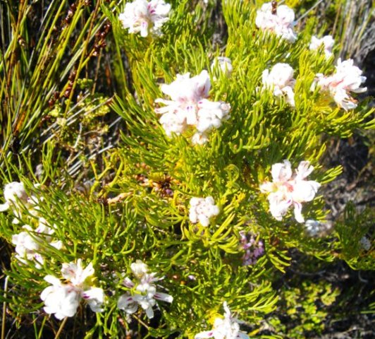 Serruria rubricaulis
