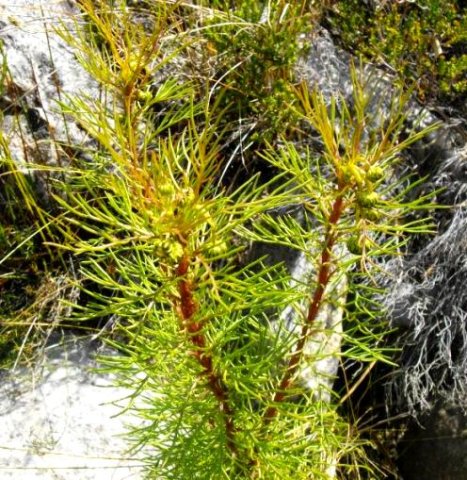 Serruria fasciflora