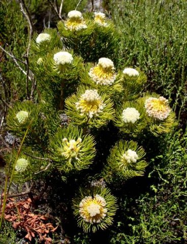Serruria villosa