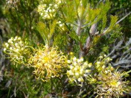 Serruria acrocarpa
