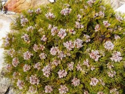 Serruria adscendens