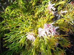 Serruria adscendens