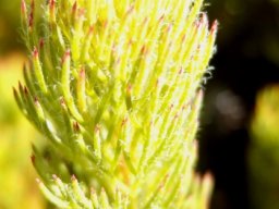 Serruria aemula var. congesta stem tip