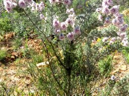 Serruria aitonii