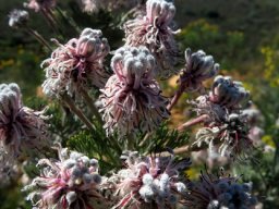 Serruria aitonii inflorescence