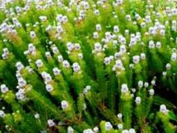 Serruria brownii