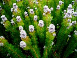 Serruria brownii at Kirstenbosch in September