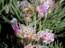 Serruria candicans flowerheads