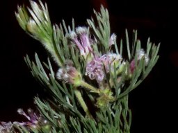Serruria candicans hairy buds