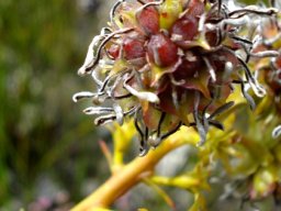 Serruria elongata fruit