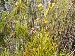 Serruria elongata is threatened