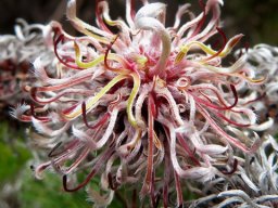Serruria fucifolia young flowerhead